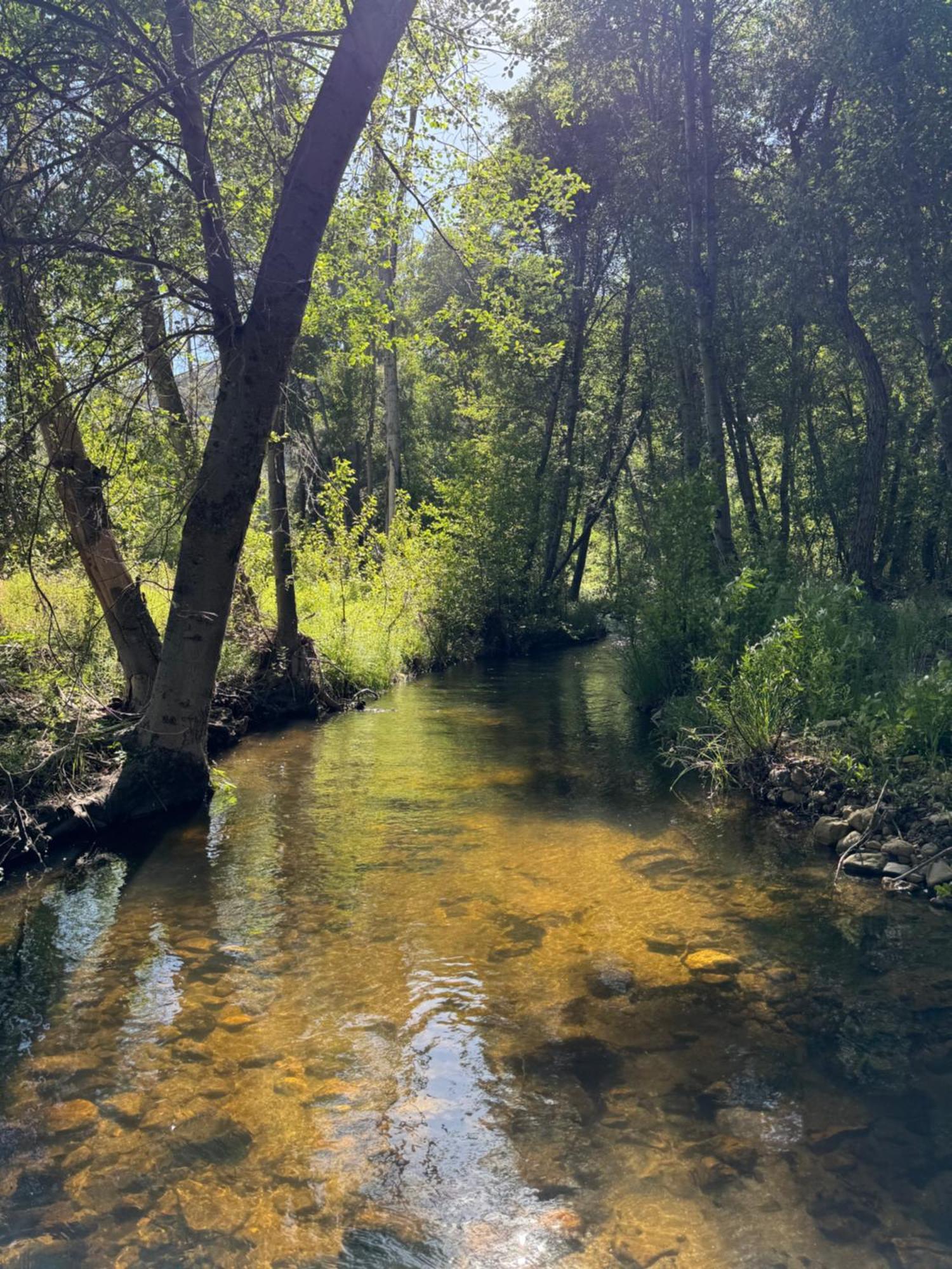 Peppermint Falls Ranch Ponderosa Εξωτερικό φωτογραφία